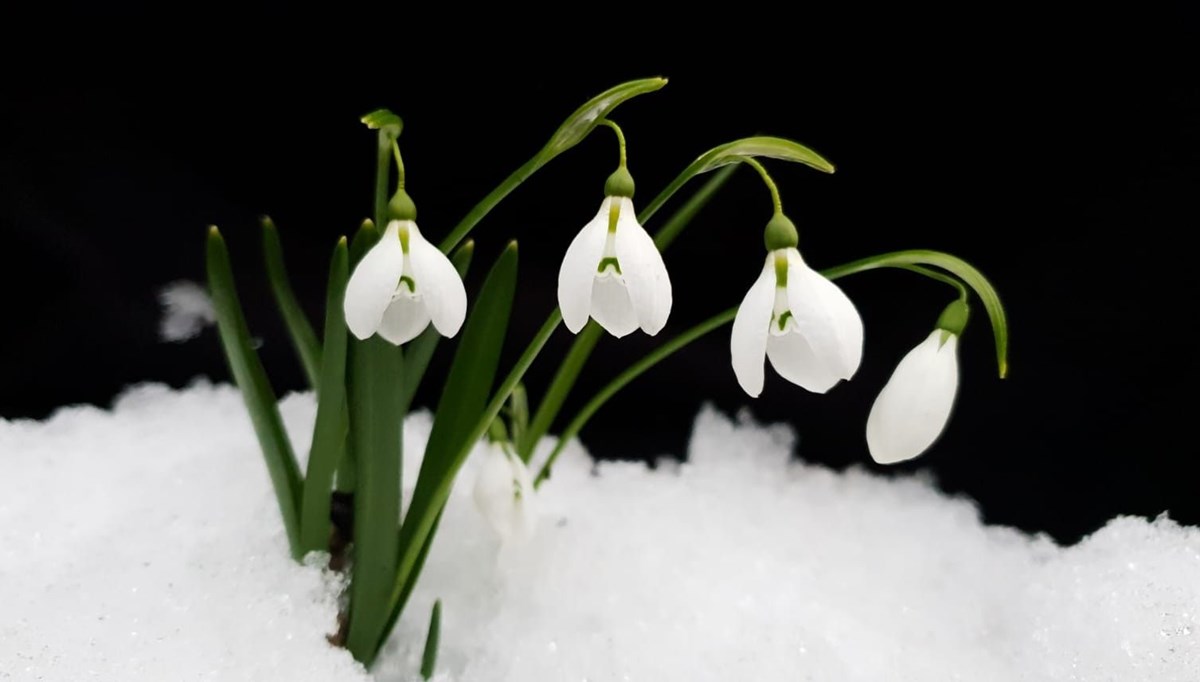 Bu çiçeği koparmanın cezası 80 bin lira
