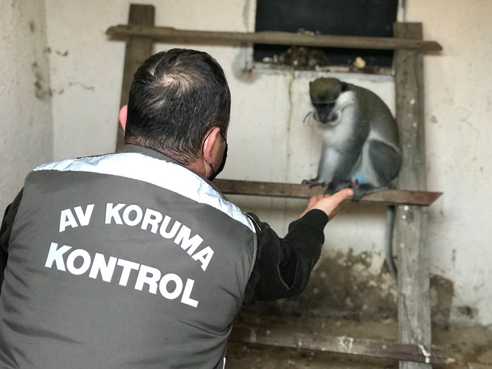 duzce de sahibinin terk ettigi tropikal maymun yakalanarak koruma altina alindi son dakika turkiye haberleri ntv haber