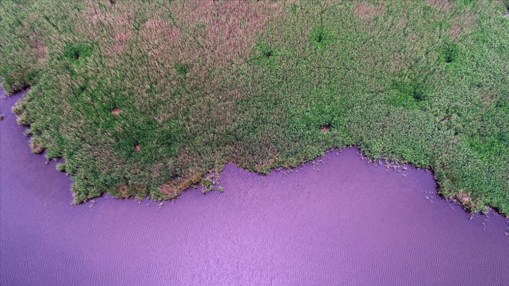 Kırklareli'nde yeşilin farklı tonlarını buluşturan İğneada Longoz Ormanları - 1
