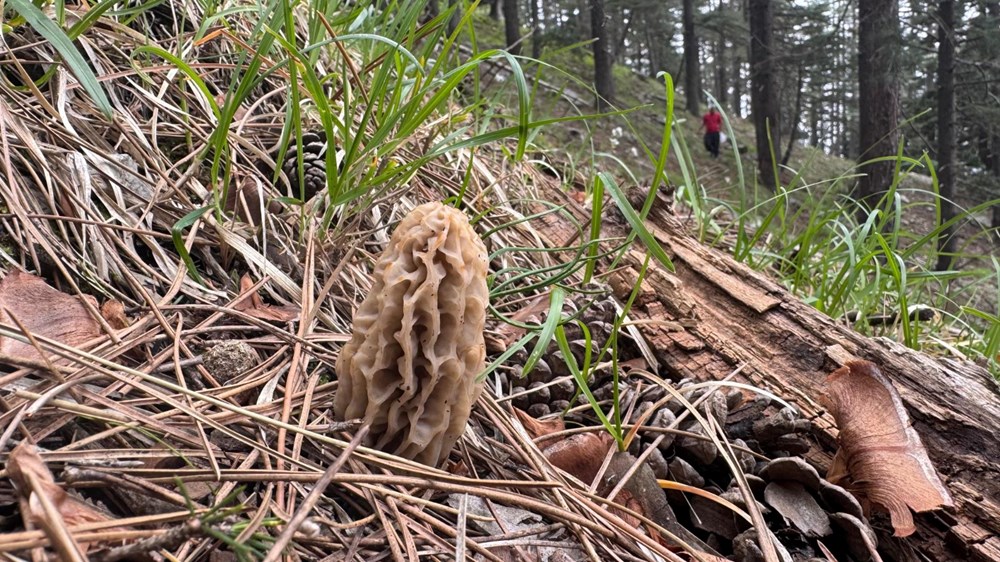 Tabiatta kendi kendine yetişiyor, halk ortasında "göbelek" deniliyor: "Altın bulsak bu kadar sevinmeyiz" 75