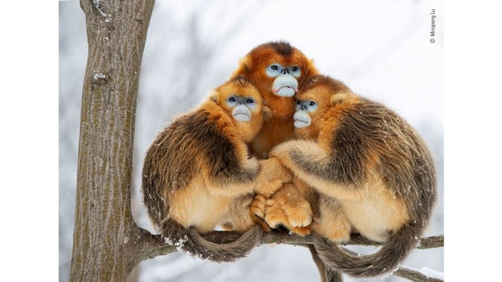 Yılın Vahşi Yaşam Fotoğrafı finalistleri belli oldu (Wildlife Photographer of the Year) - 18