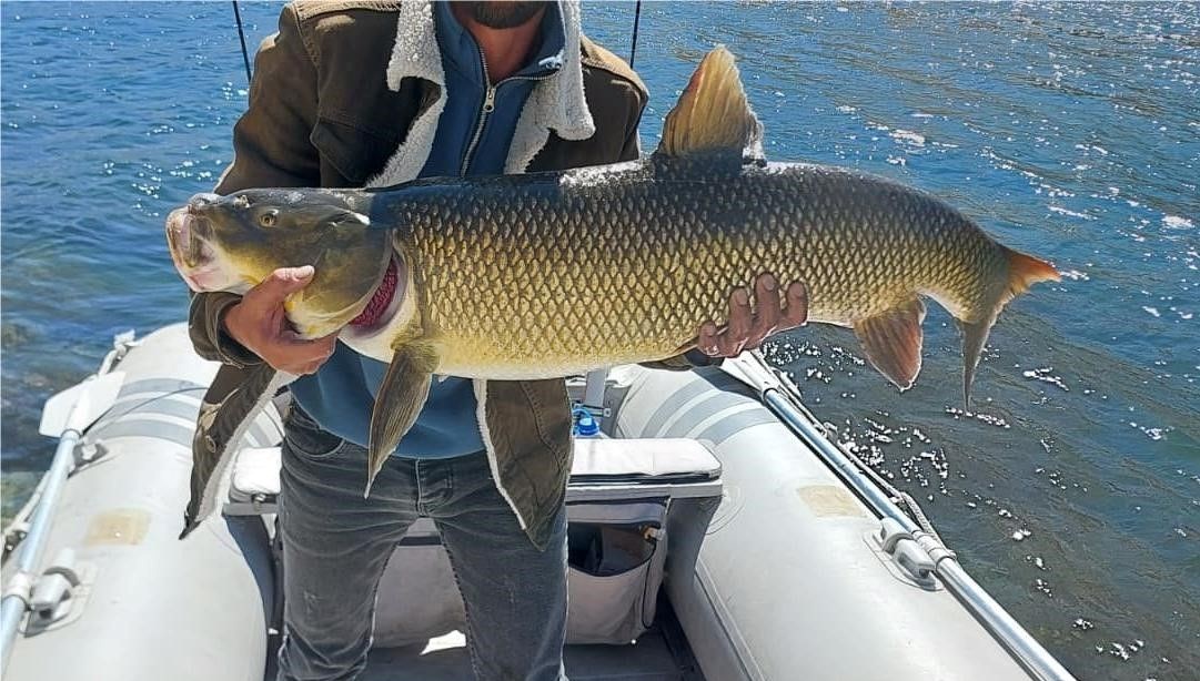 1 metre boyunda, 15 kilo: Oltasına takıldı