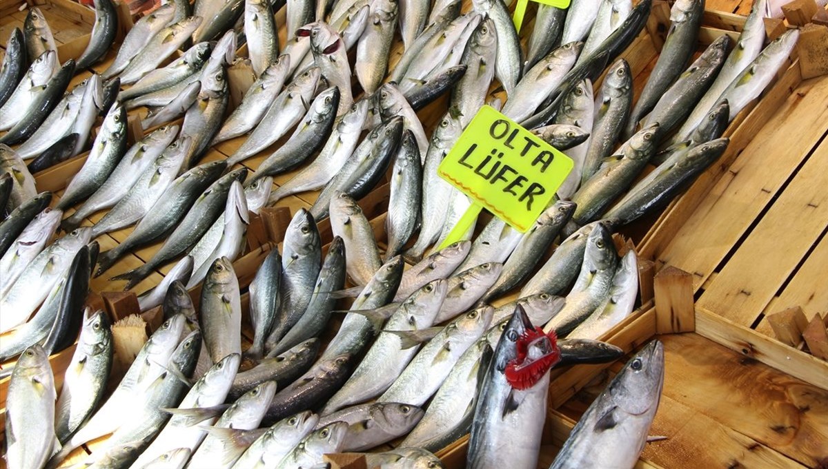 Marmara'daki lüfer bolluğunda müsilaj etkisi