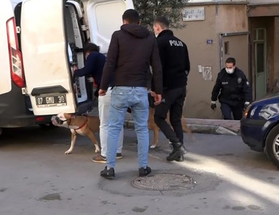 Antalya'da iki Pitbull kadına saldırdı - 1