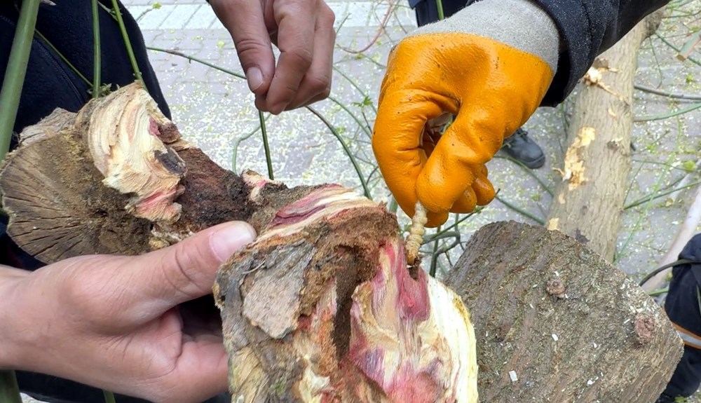 Bu böcek çeşidine dikkat! Bakanlık kırmızı bültenle "Aranıyor" afişi hazırladı 76 GGPiHHrktEWXzhzatMi6lg