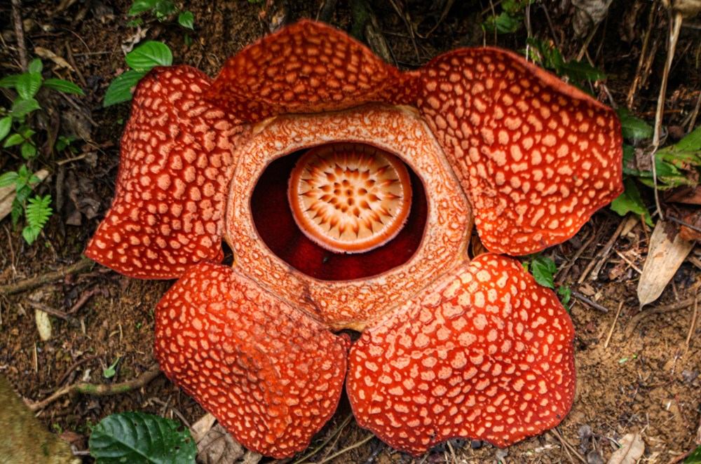 Dünyanın en büyüğü: Endonezya’da ceset çiçeği olarak da
bilinen 'Rafflesia arnoldii' açtı - 1