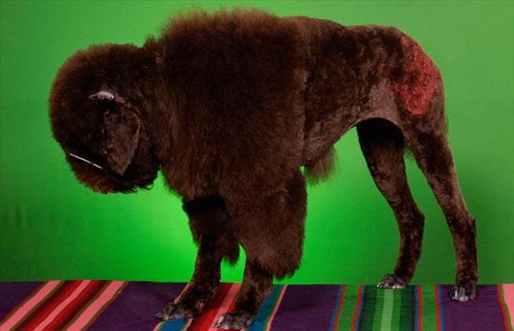 Panda kılıklı köpek! Magazin Haberleri NTV