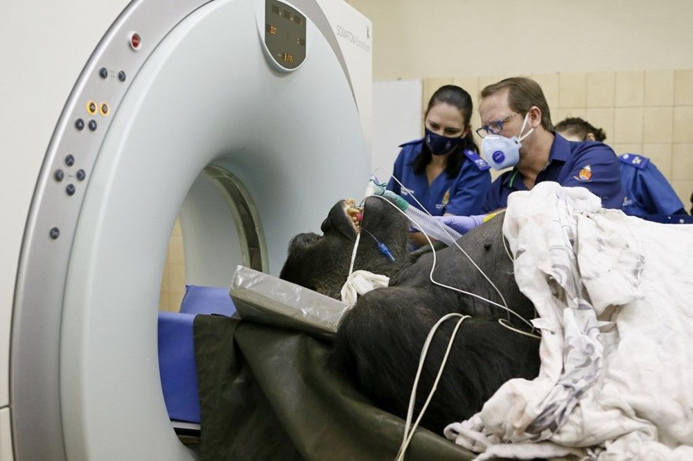 AFP 2020'nin fotoğraflarını seçti (Yılın fotoğrafları) - 50