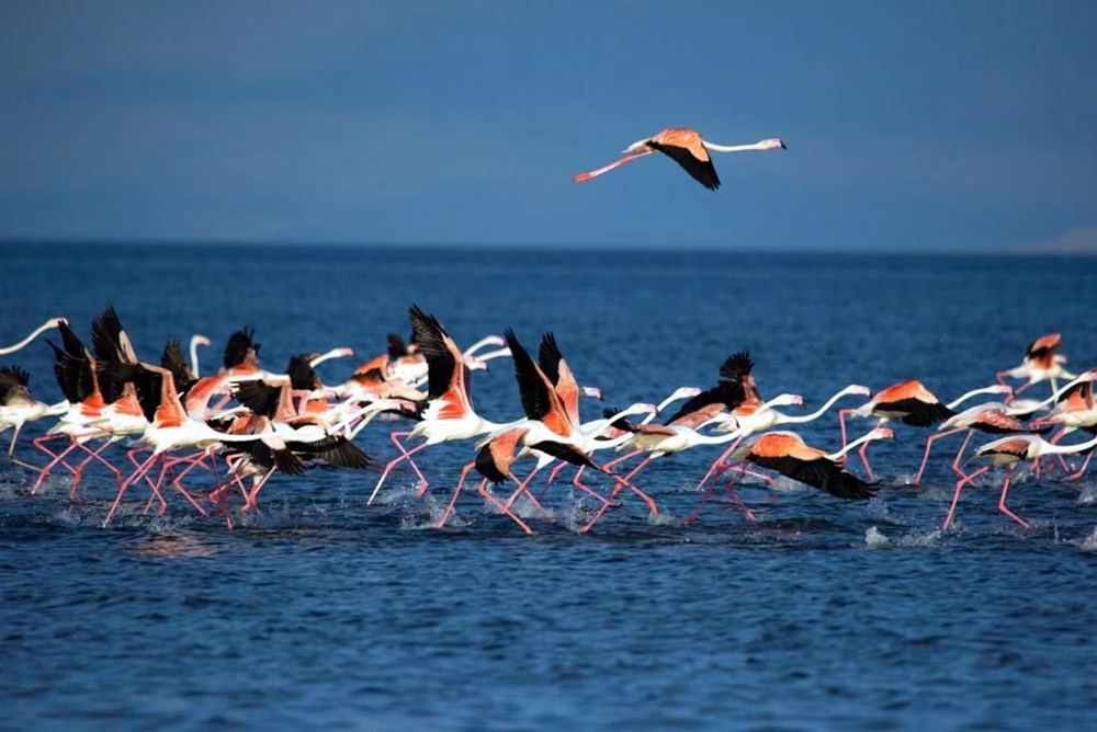Van Gölü'nde flamingo şöleni - 2
