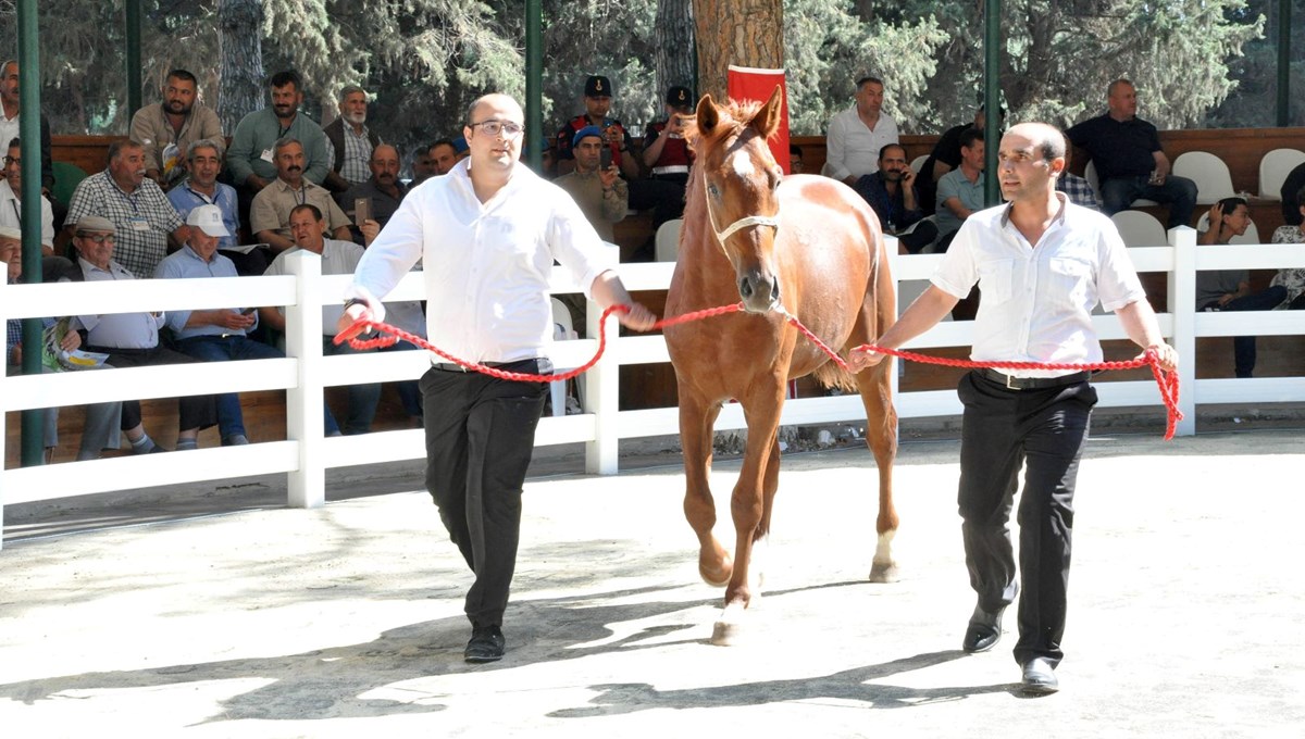'Balkı Tay' açık artırmayla 800 bin TL'ye satıldı