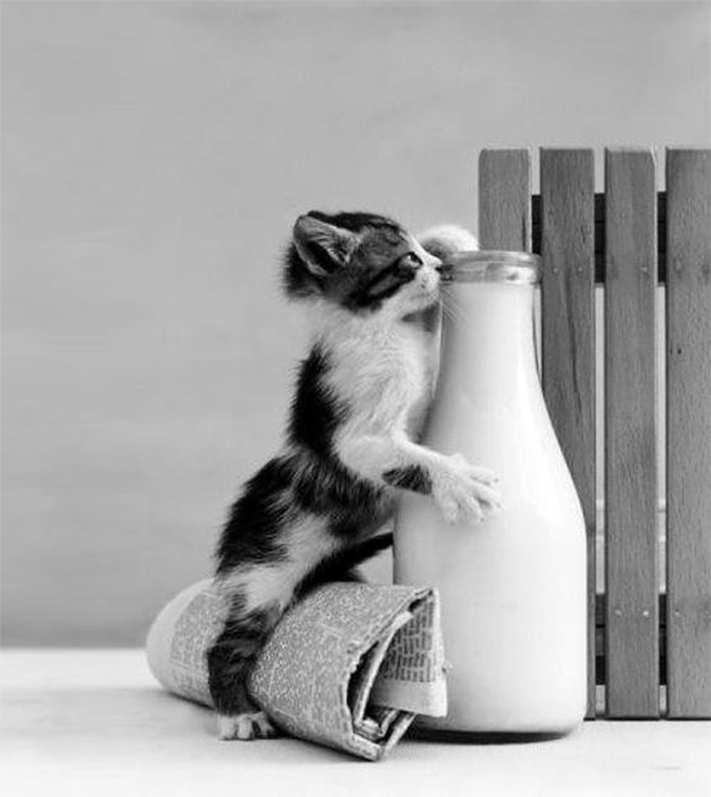 Котик пьет молоко