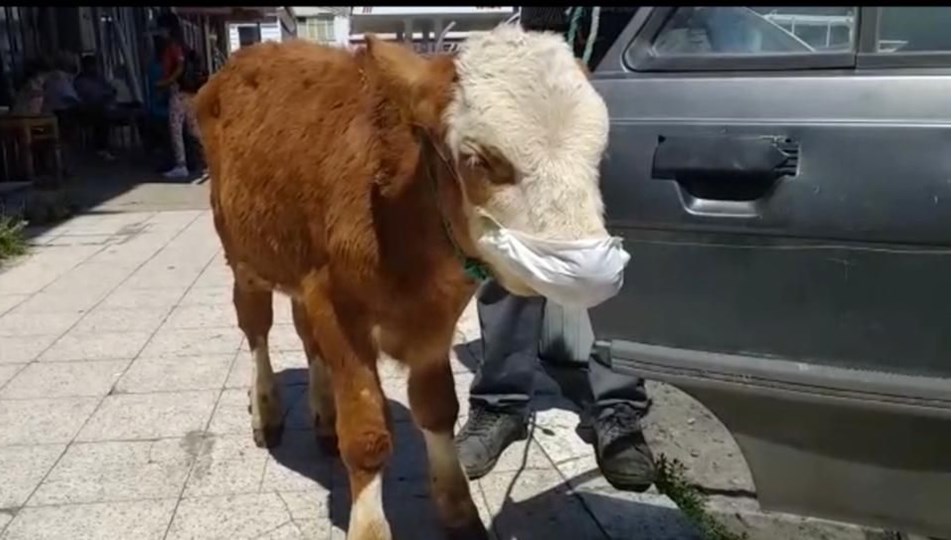 Rahatsızlanan buzağıyı maske takıp veterinere götürdüler