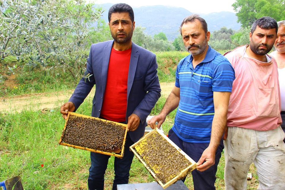 Aydın'da binlerce arı telef oldu - 1