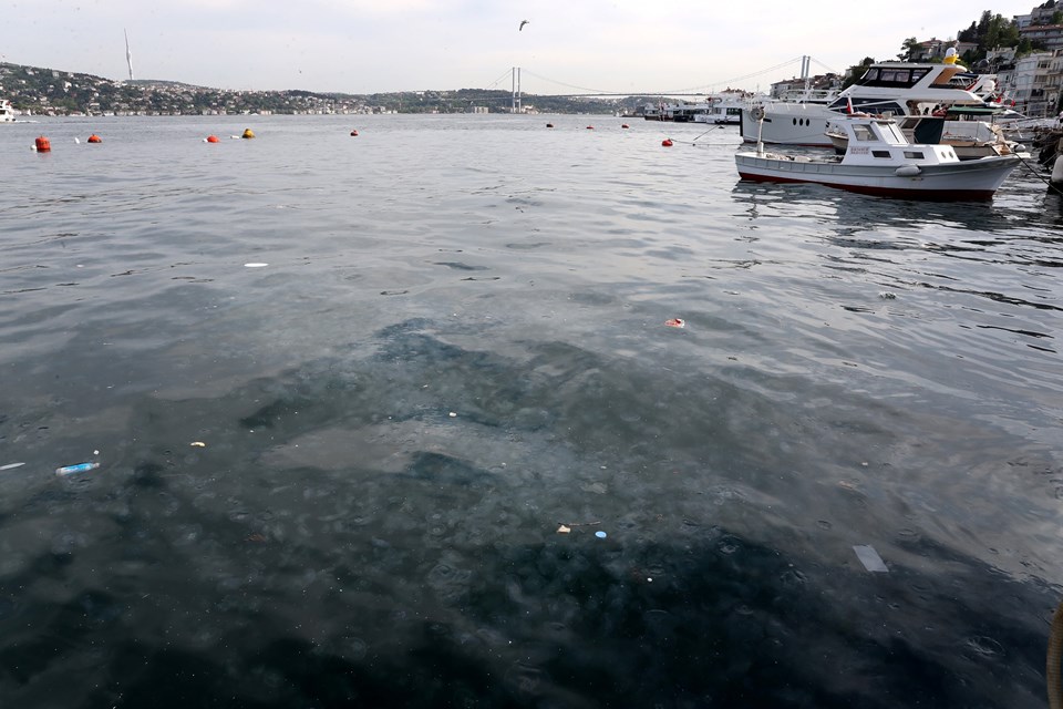 İstanbul Boğazı'nda denizanası istilası - 1