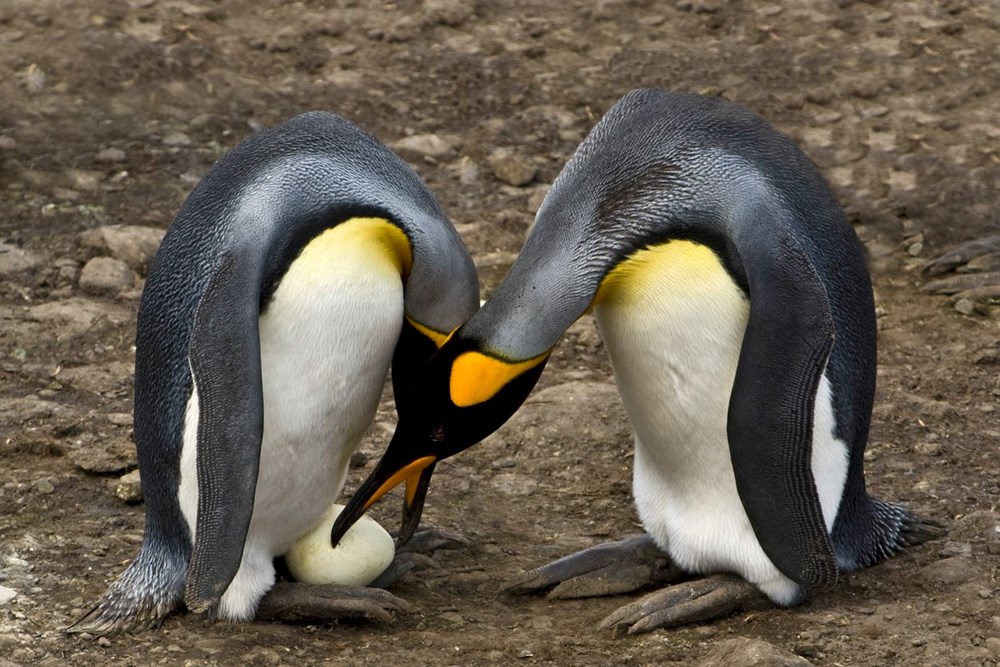 Eşcinsel penguenler Elma ve Lima çocuk sahibi oldu - 4