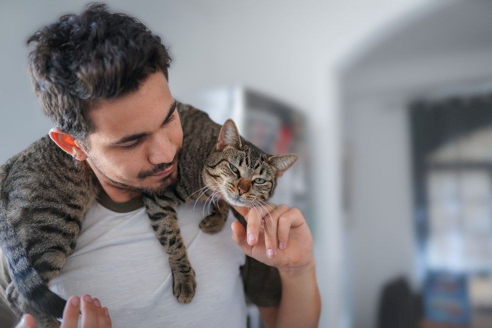 Bilimsel araştırma: Serbest bırakılan kediler daha çok kendini sevdirirken fazla sevilen kediler kaçıyor - 5