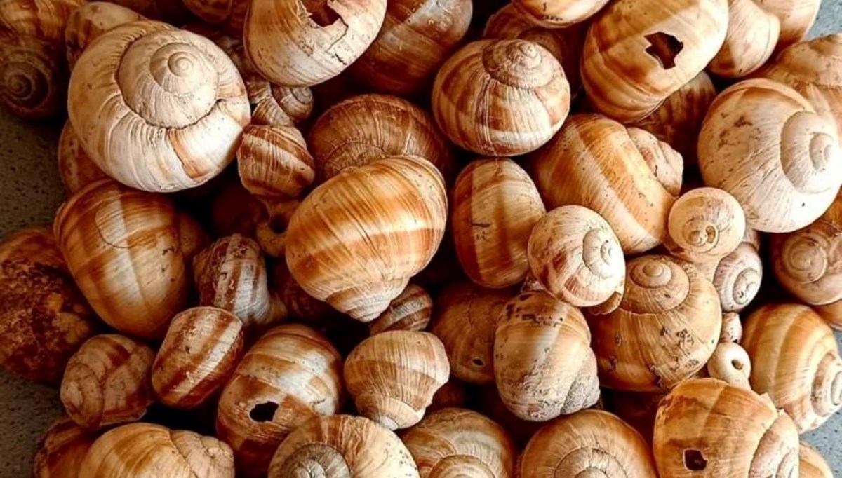 4 bin yıl öncesine ait: Kütahya'da bulundu 4 bin yıl öncesine ait: Kütahya'da bulundu
