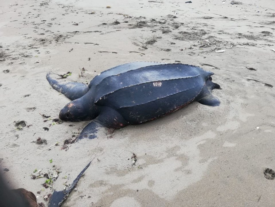 Okyanusların ‘şampiyonu’ Sakarya’da meyyit olarak bulundu 72