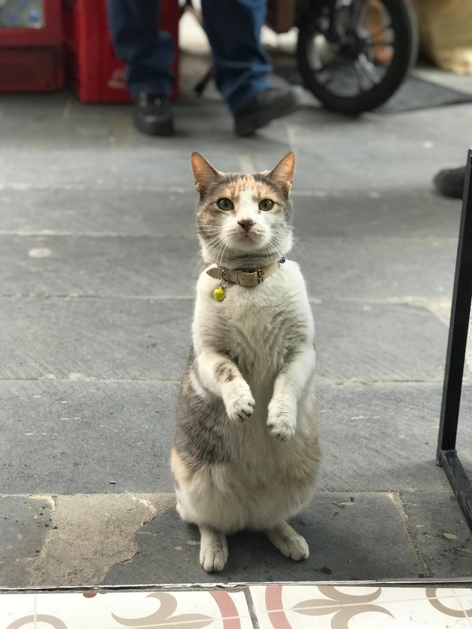 Artvin'de bir kedi iki ayağının üzerine kalkarak esnaftan yiyecek istiyor - 1