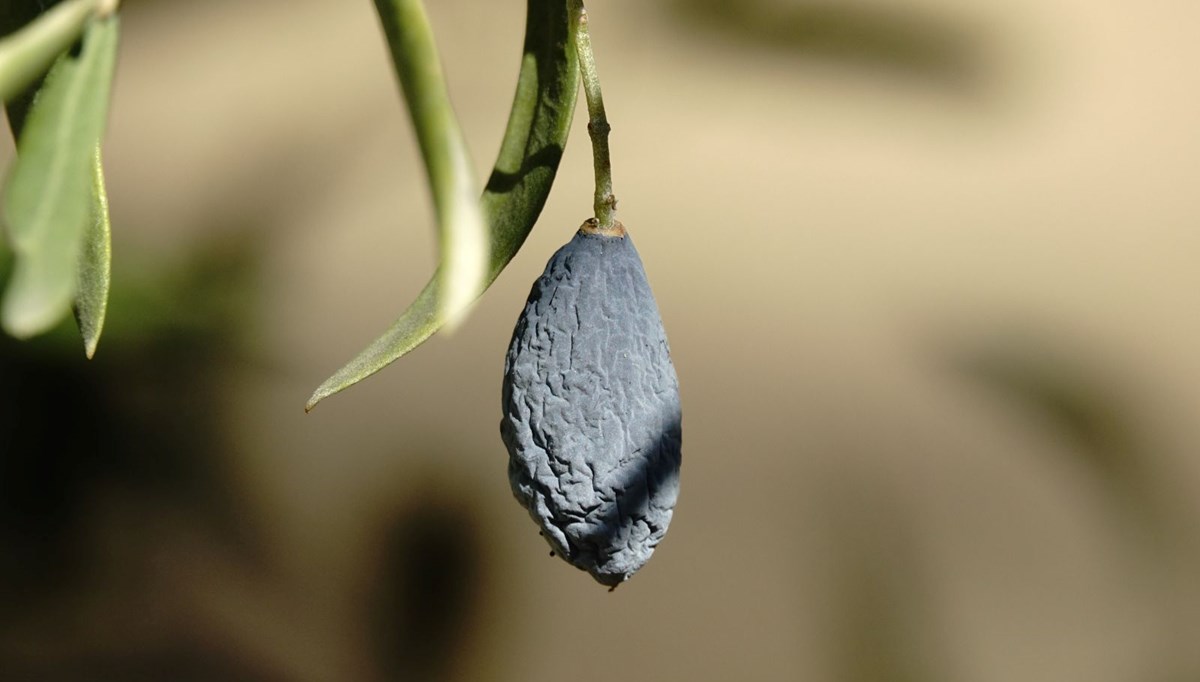 Zeytin hasadı beklenileni vermedi