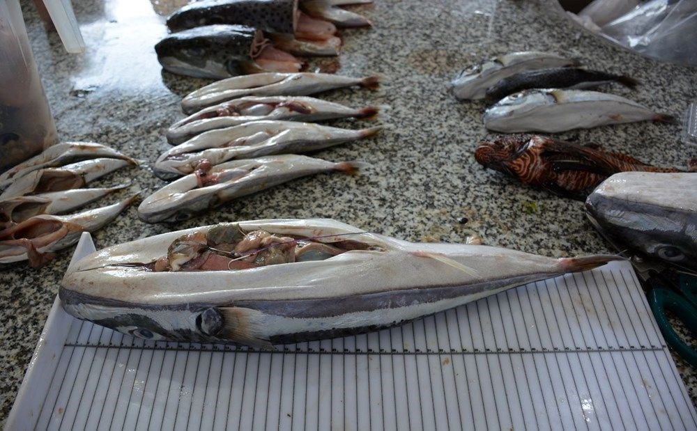 Avladıkça sayısı artıyor: Kuyruğunu getirene bu kez 25 lira - 5