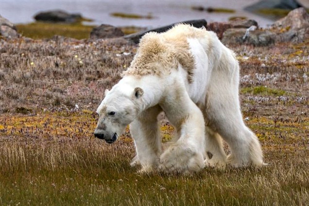 Bilim insanlarından umutlandıran keşif: İklim değişikliğine adapte olmayı başaran bir kutup ayısı topluluğu keşfedildi - 8