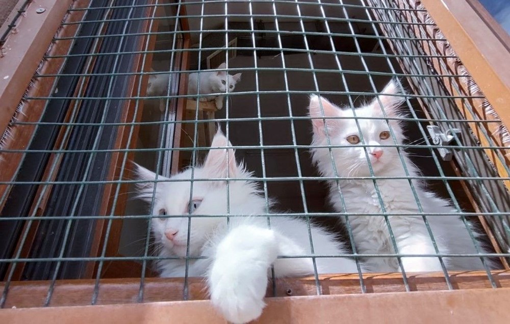 Van kedileri için koruma projesi: Yavru sayıları her yıl artacak - 10