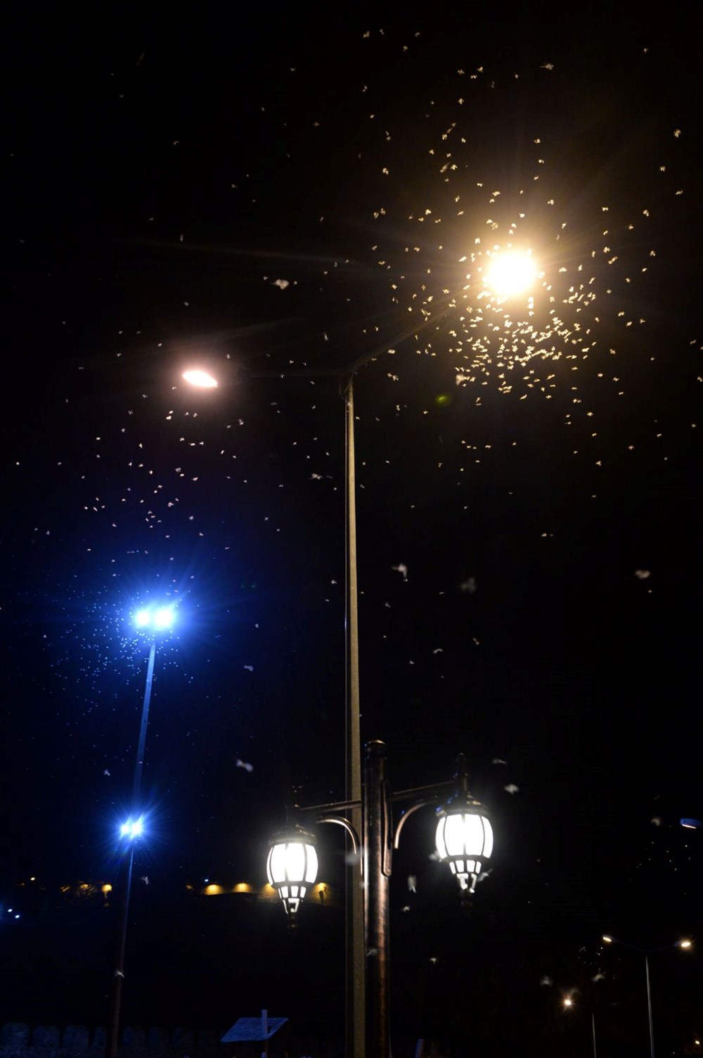 Ardahan'da "bir günlükler"in ölüm uçuşu başladı - 8