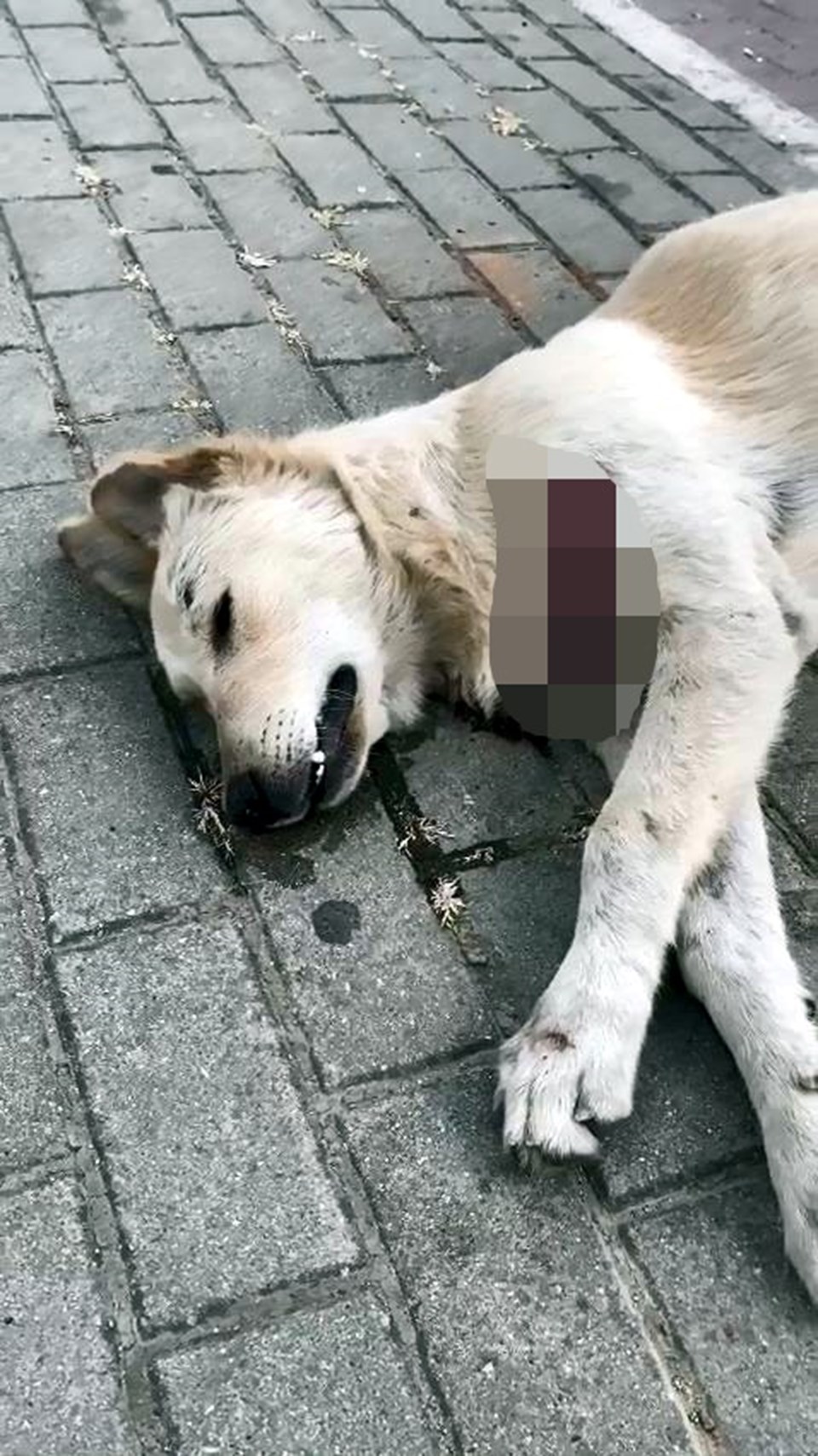 Avcılar'da sokak hayvanları bıçaklanarak öldürüldü - 1