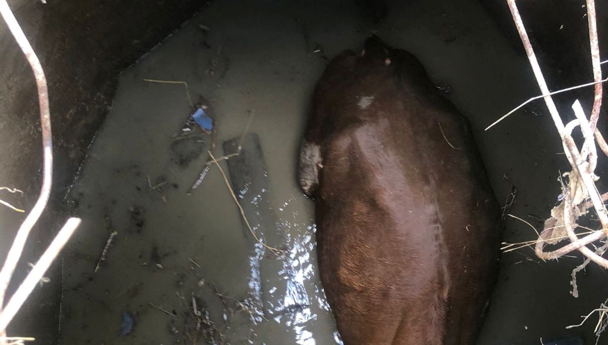 Yozgat'ta inek kurtarma operasyonu