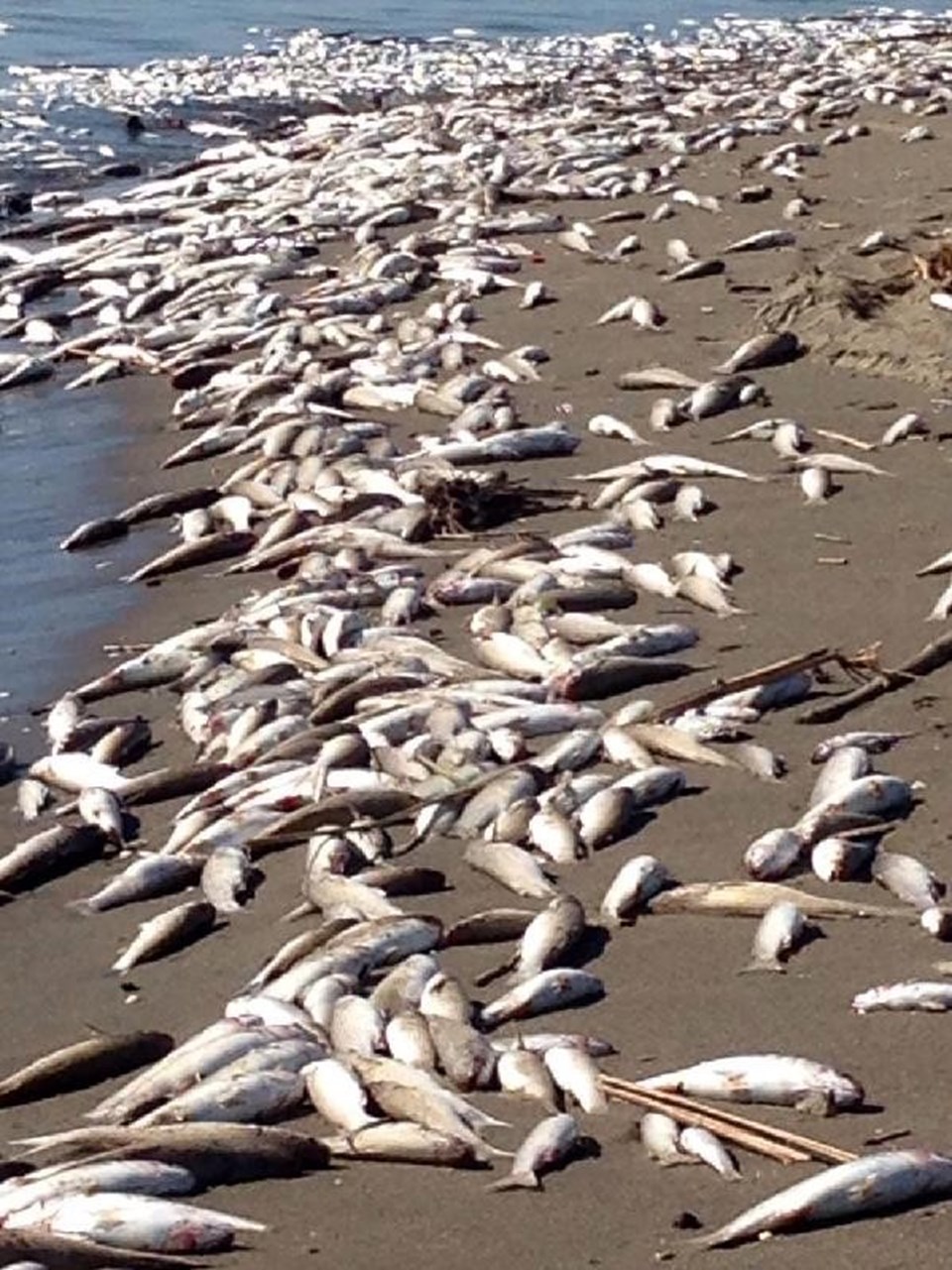 Mersin'de binlerce balık sahile vurdu - 1