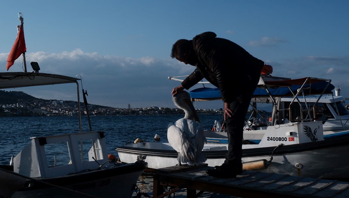 Yaralı olarak sığındığı Foça'nın maskotu oldu