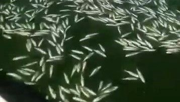 Kahramanmaraş'ta balık ölümlerine inceleme