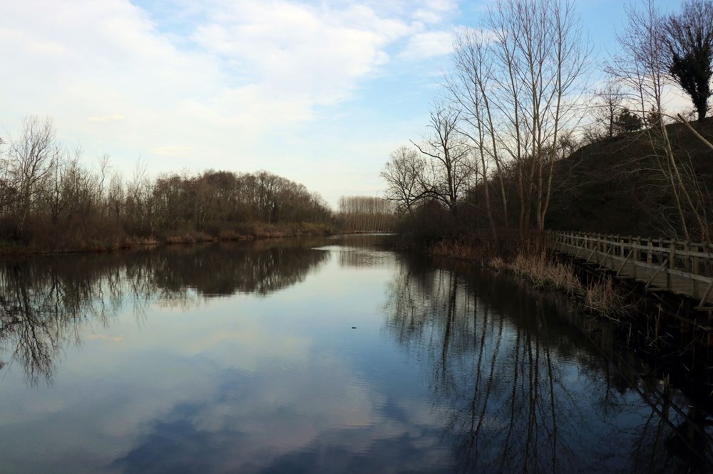 Dünyada ikinci, Türkiye'de ise tek parça halindeki en büyük longoz: Sakarya Acarlar Longozu - 21