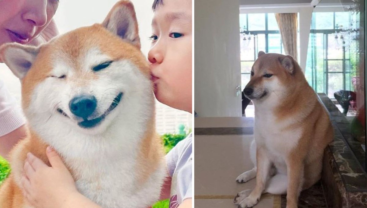 Doge Meme'lerinin fenomeni köpek Cheems kansere yenildi