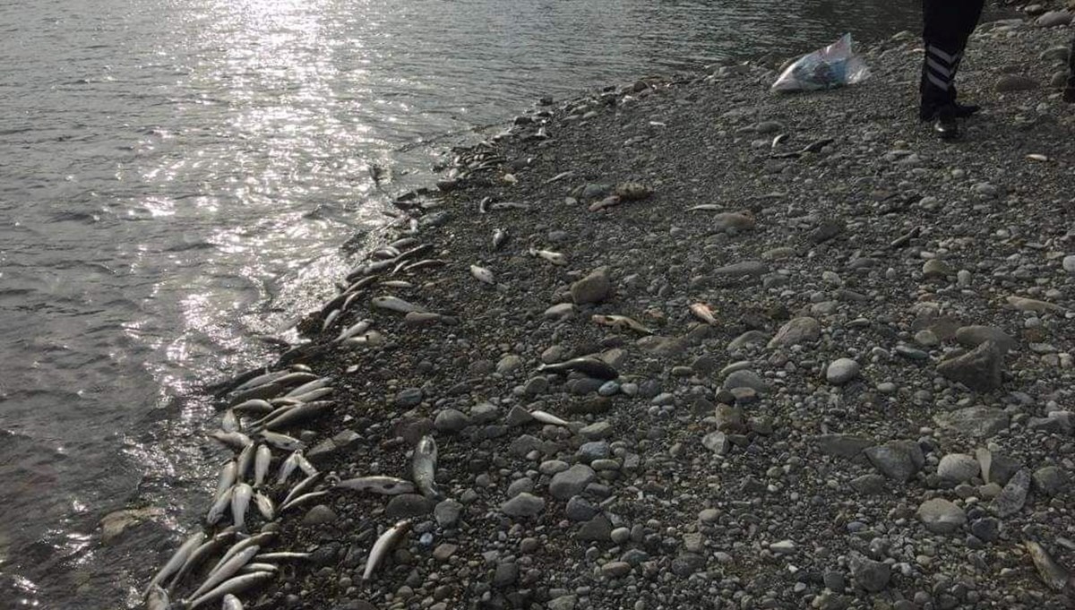 Aslantaş Baraj Gölü'nde balık ölümlerine inceleme