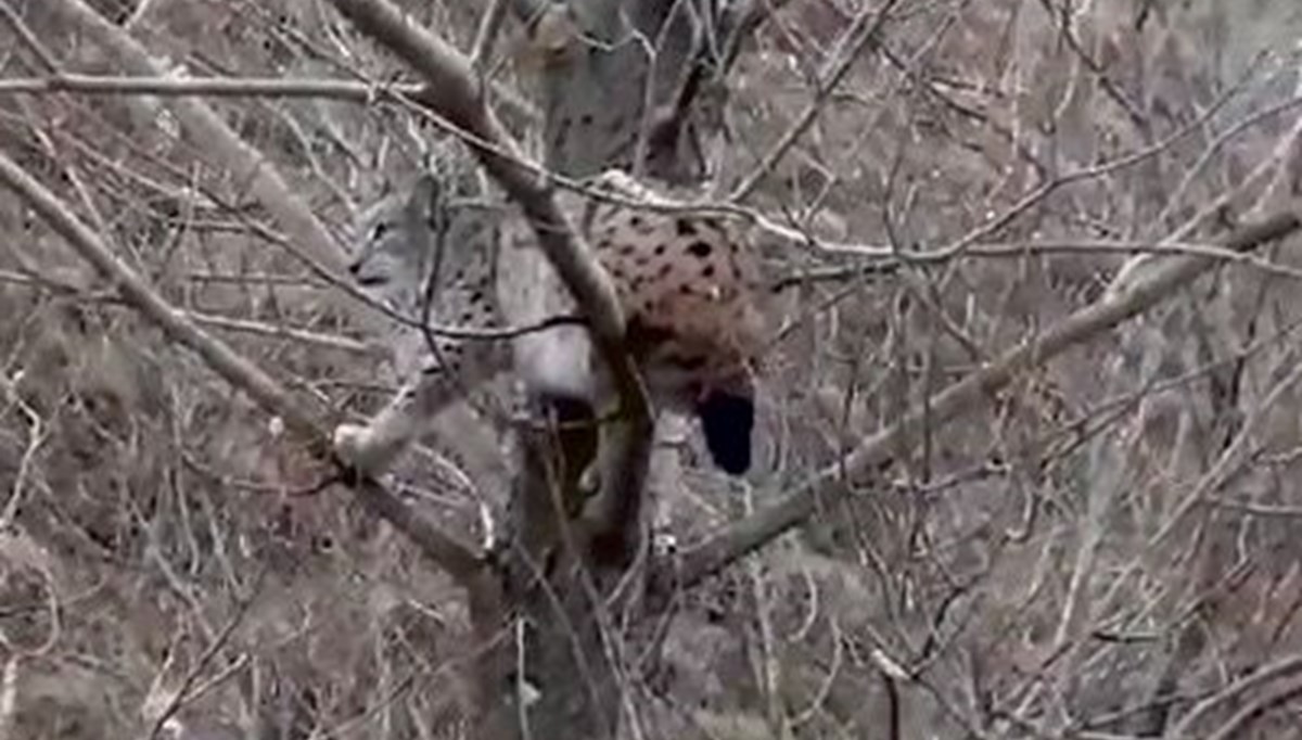 Kangallardan kaçan vaşak ağaca tırmandı Kangallardan kaçan vaşak ağaca tırmandı