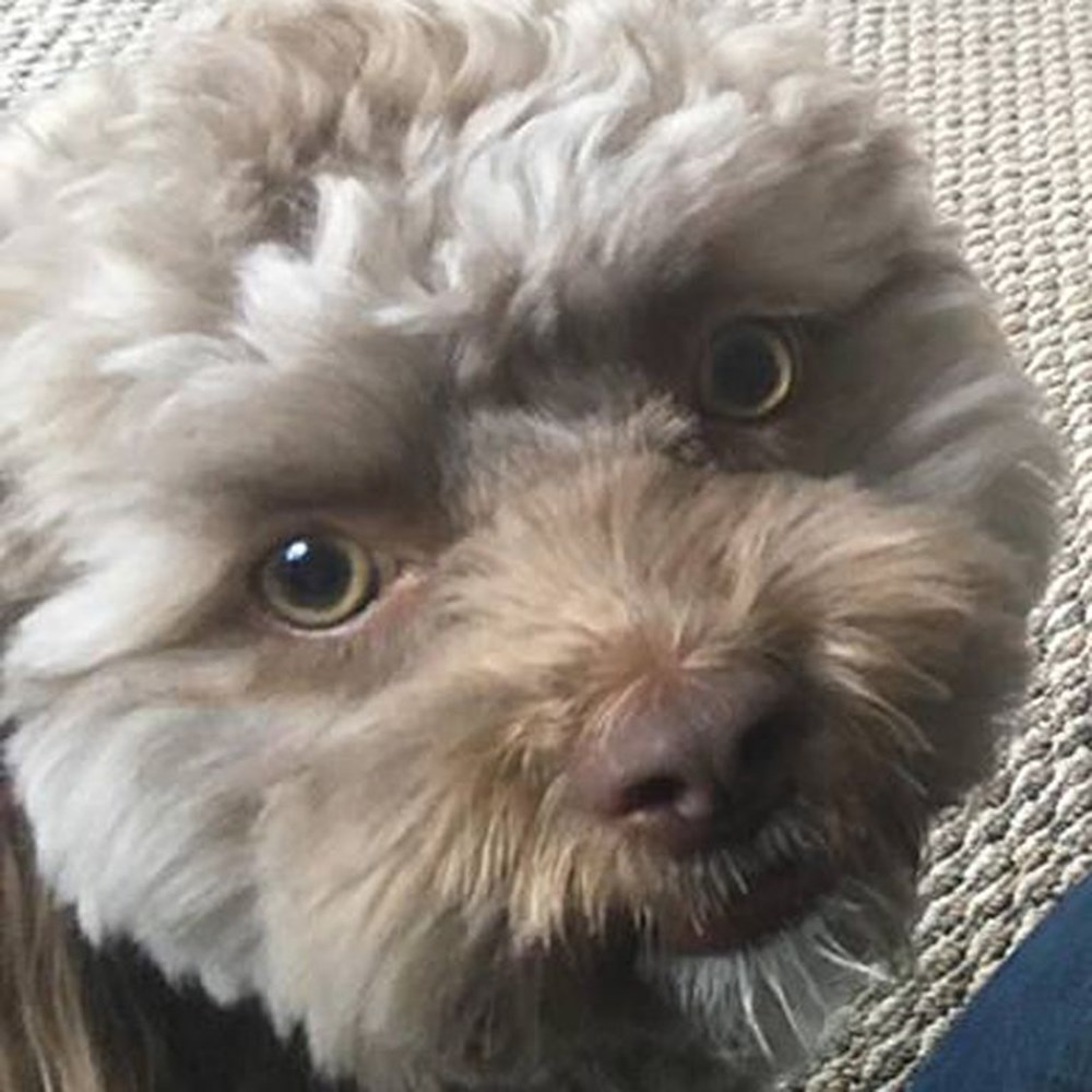 yeni fenomeni İnsan yüzlü köpek "Yogi" Magazin Haberleri