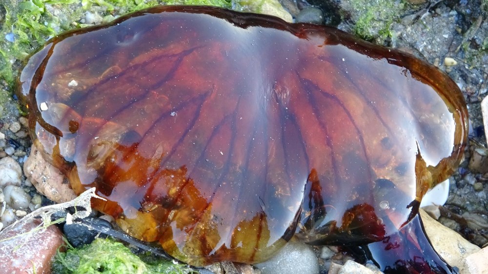 Çanakkale Boğazı'nda zehirli denizanaları görüldü, uzmanı uyardı 