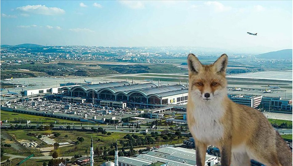 Sabiha Gökçen Havalimanı apronunda tilki alarmı