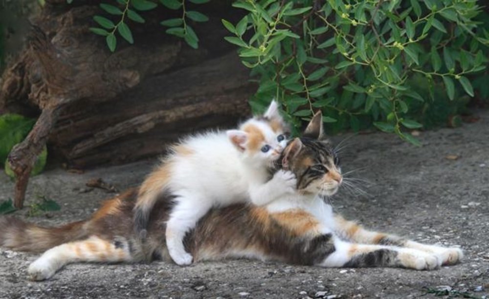 Кошка брата мам. Мама кошка. Мама кошка и котенок. Котята с мамой. Заботливая мама кошка.