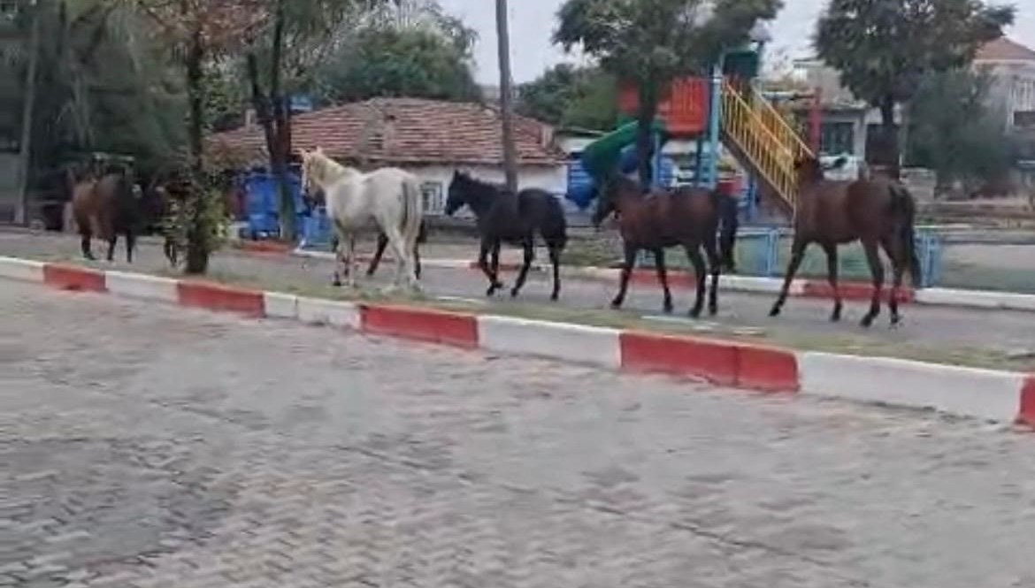 Tekirdağ'da başıboş atlar trafiği tehlikeye soktu