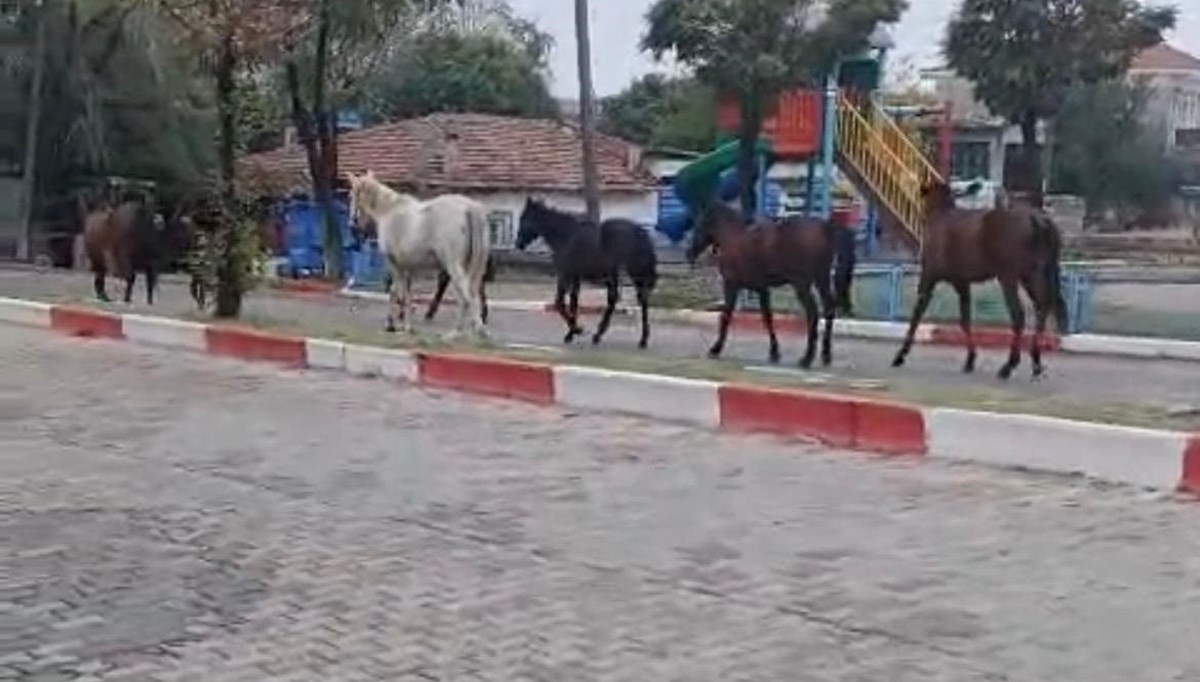 Tekirdağ'da başıboş atlar trafiği tehlikeye soktu Tekirdağ'da başıboş atlar trafiği tehlikeye soktu