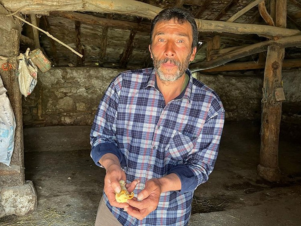 Çankırı'daki manzara şaşırtmıştı: 4 ayaklı civciv nasıl olur? Sebebini veteriner açıkladı 74 G BDEHFfoUaTzinE Hu5hQ