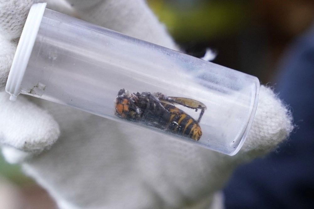 ABD'de "katil eşek arısı" endişesi sürüyor: Uzun ve zehirli bir iğneye sahip - 1