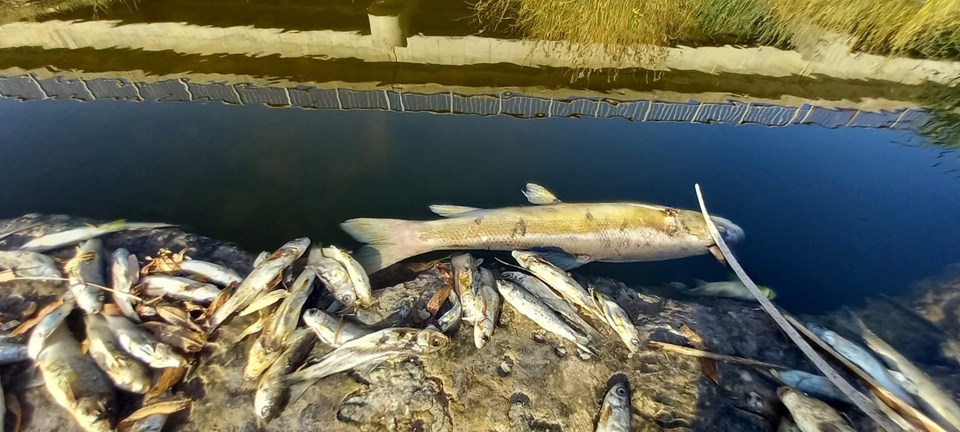 Çaydaki balık ölümleri tedirgin etti - 1