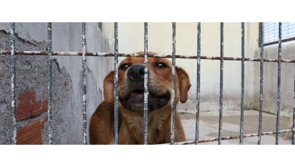 Sahibinin şiddet uyguladığı köpek koruma altına alındı