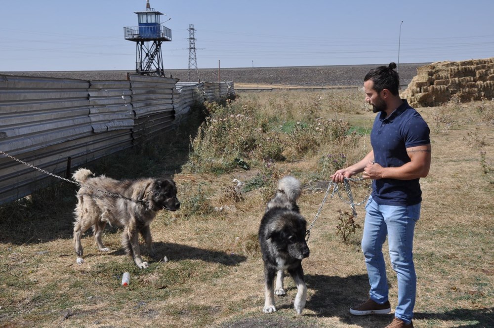 Coğrafi işaretli Kars çoban köpeğinin saflaştırılması için çalışma başlatıldı - 8