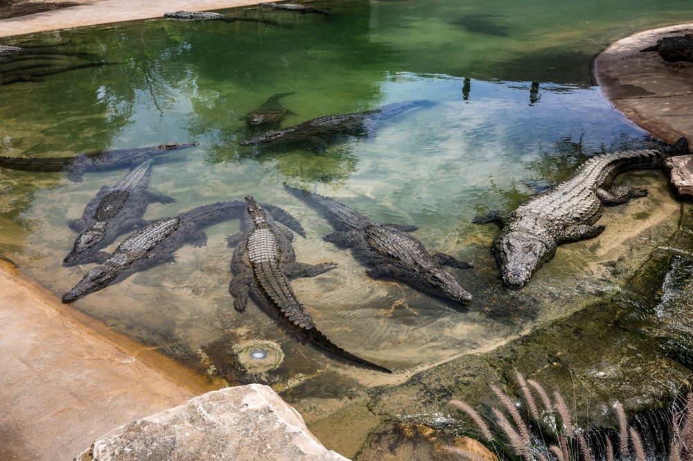 250 timsah bir arada: Dubai'de Ortadoğu'nun ilk timsah parkı açıldı - 7