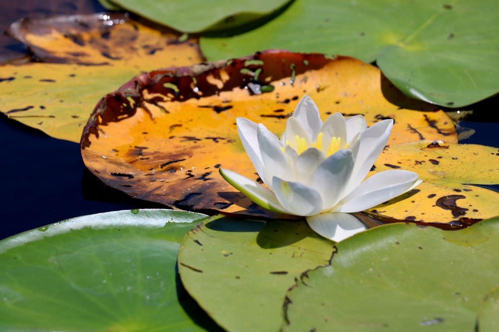 Türkiye'nin en büyük nilüfer bahçesi: Beyşehir Gölü - 8